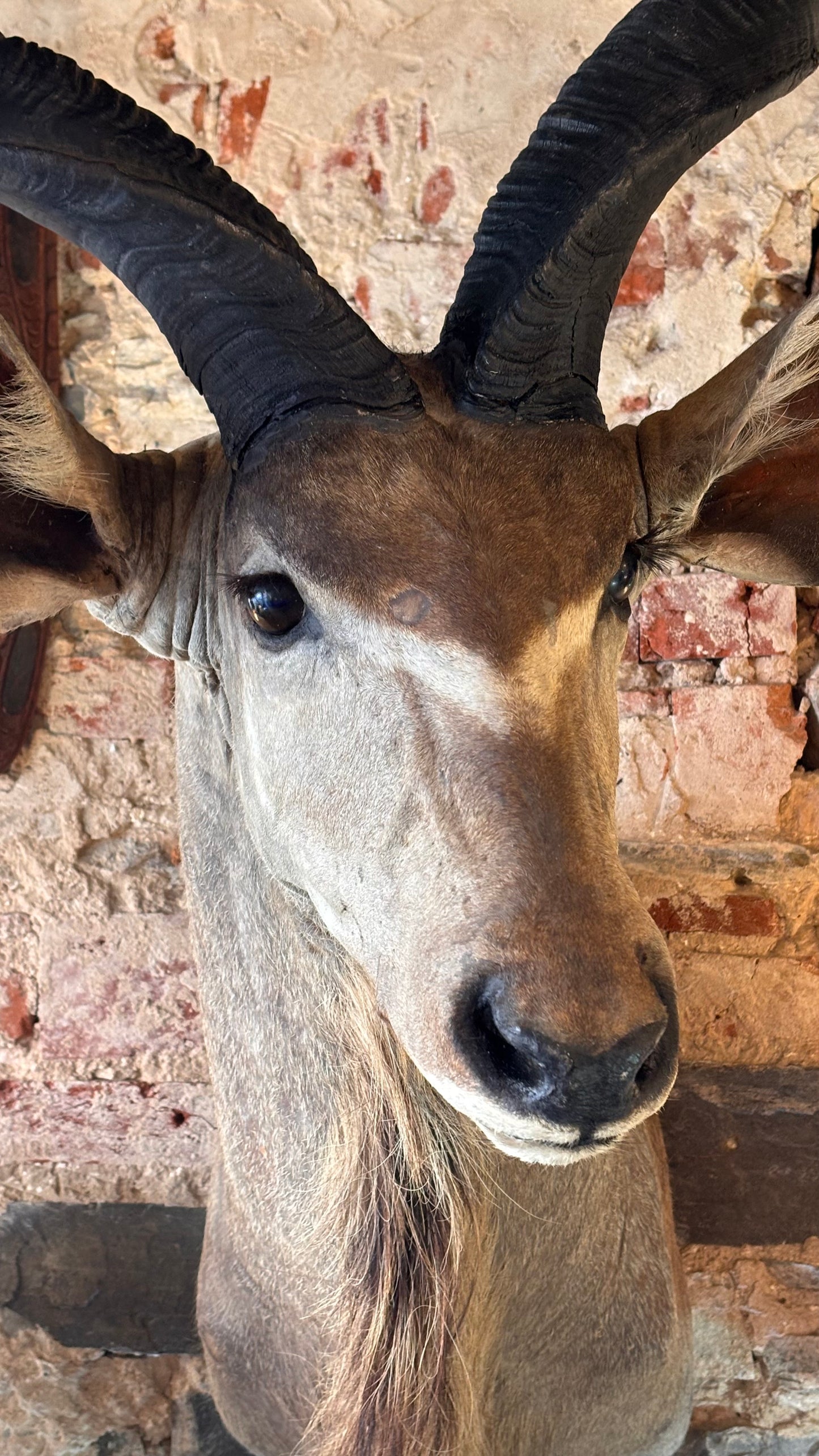 Taxidermy Kudu Shoulder Mount – 160cm Tall