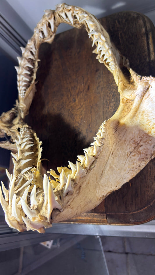 🦈 Vintage Mako Shark Jaws – c. 1970s
 – Approx 35cm tall