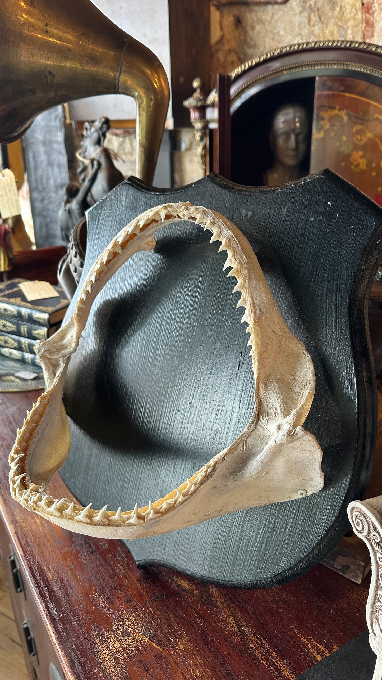 Genuine  Shark Jaw mounted on black wooden shield