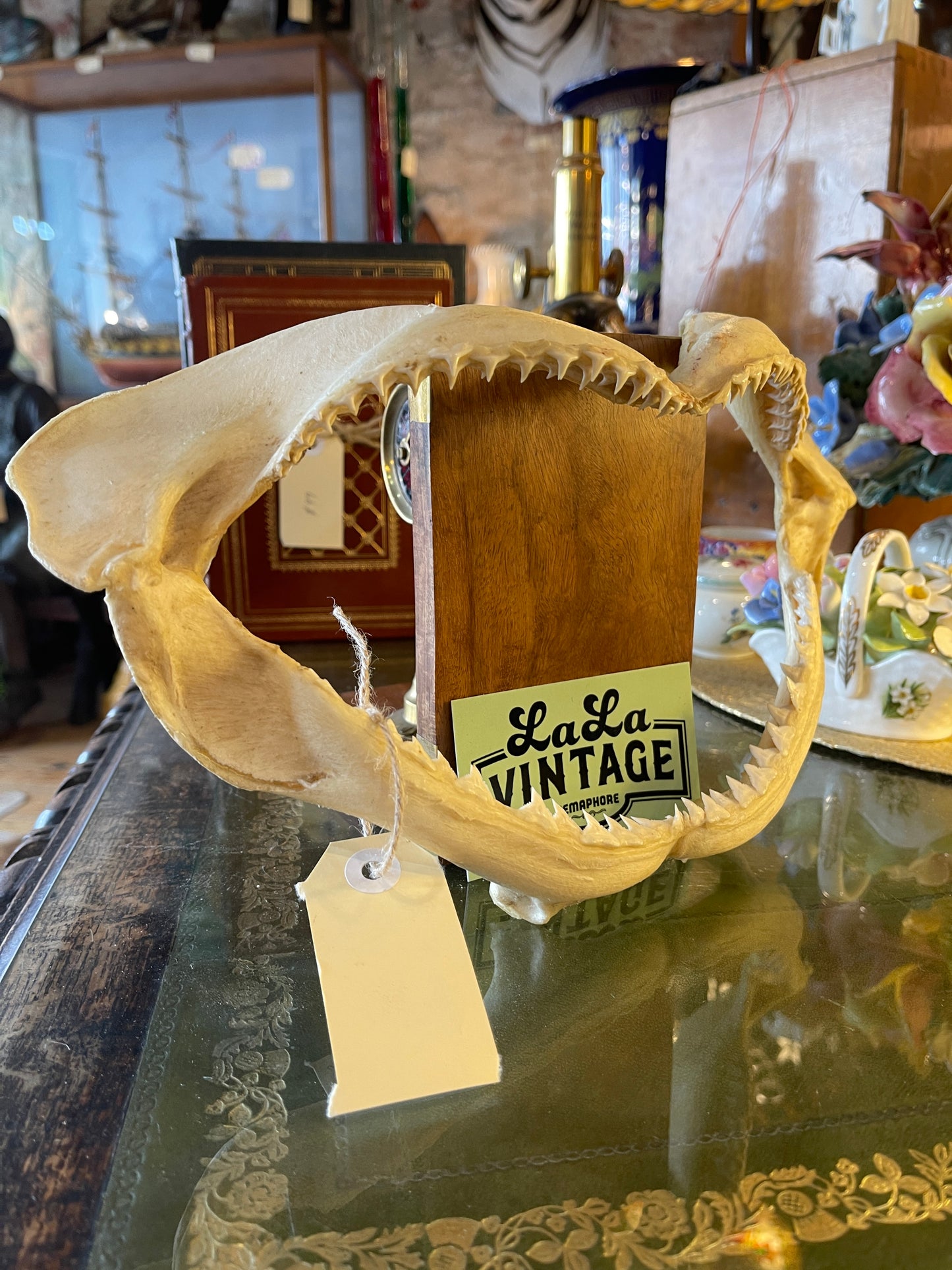 Small Shark Jaw (approx. 30cm)