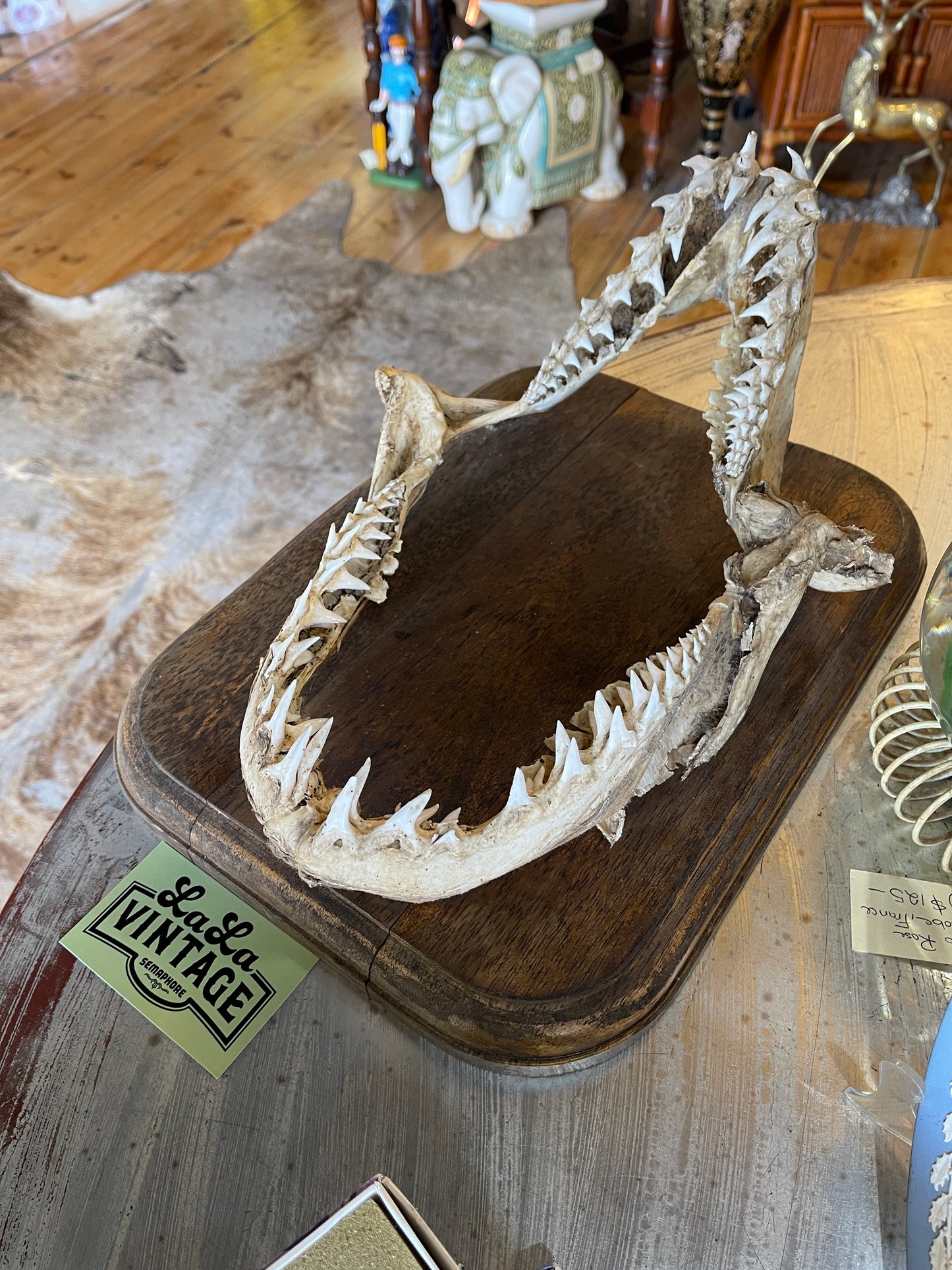 Authentic Shark Jaw with Timber Plaque – 37cm x 28cm