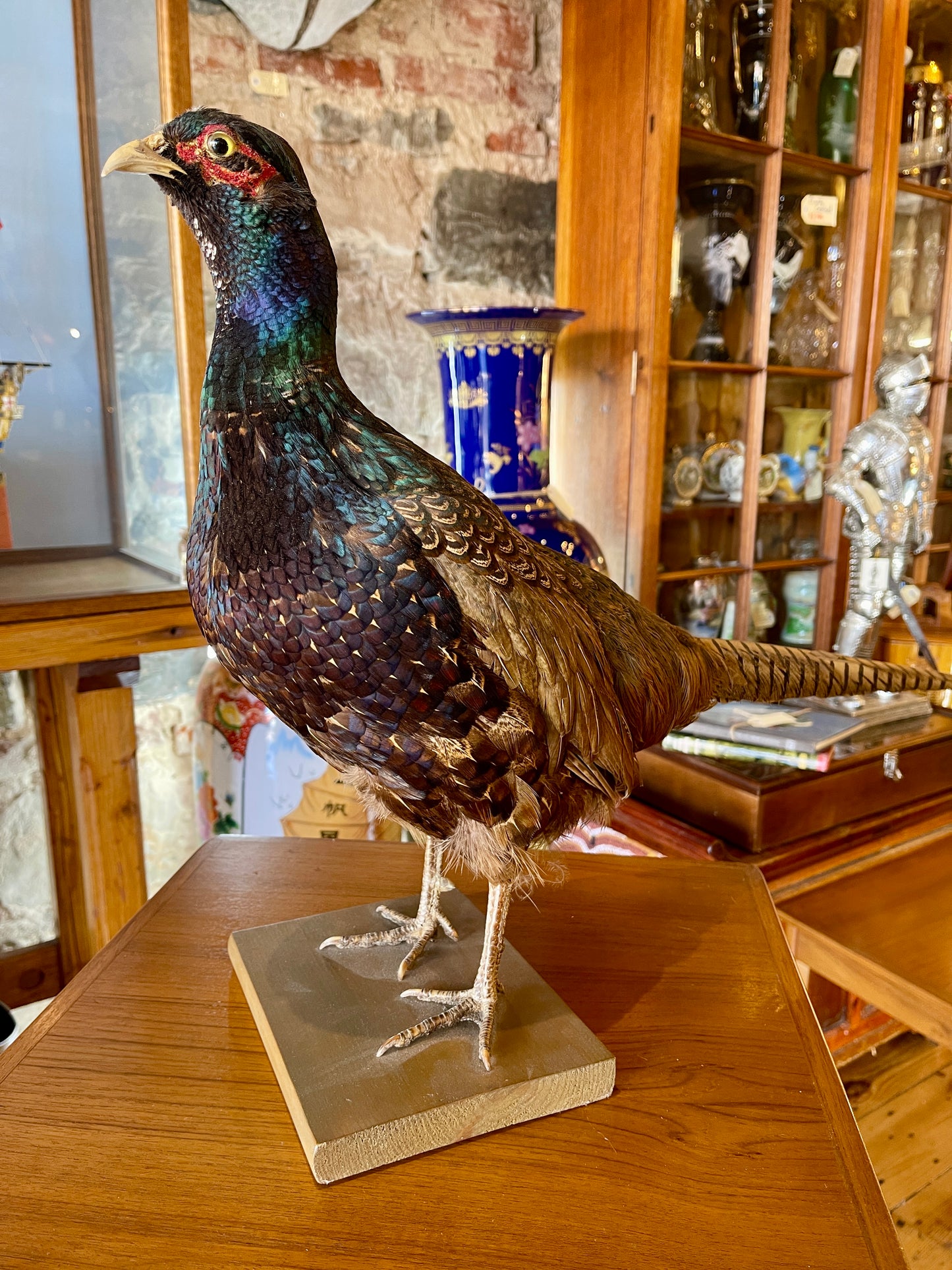 Taxidermy Pheasant - Stunning Shimmering Feathers & Striped Tail