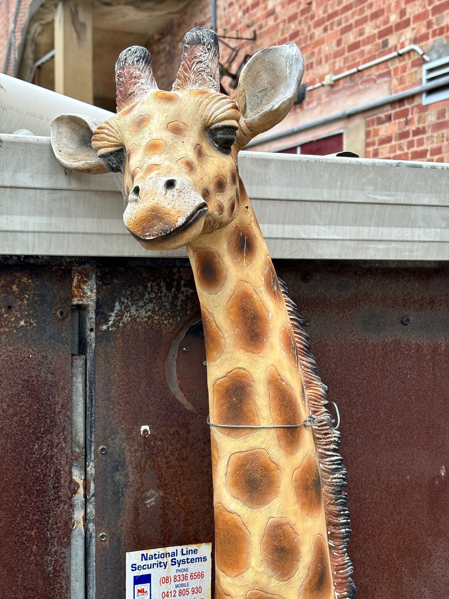 Life Size Baby Giraffe Statue Fibreglass Resin and Steel