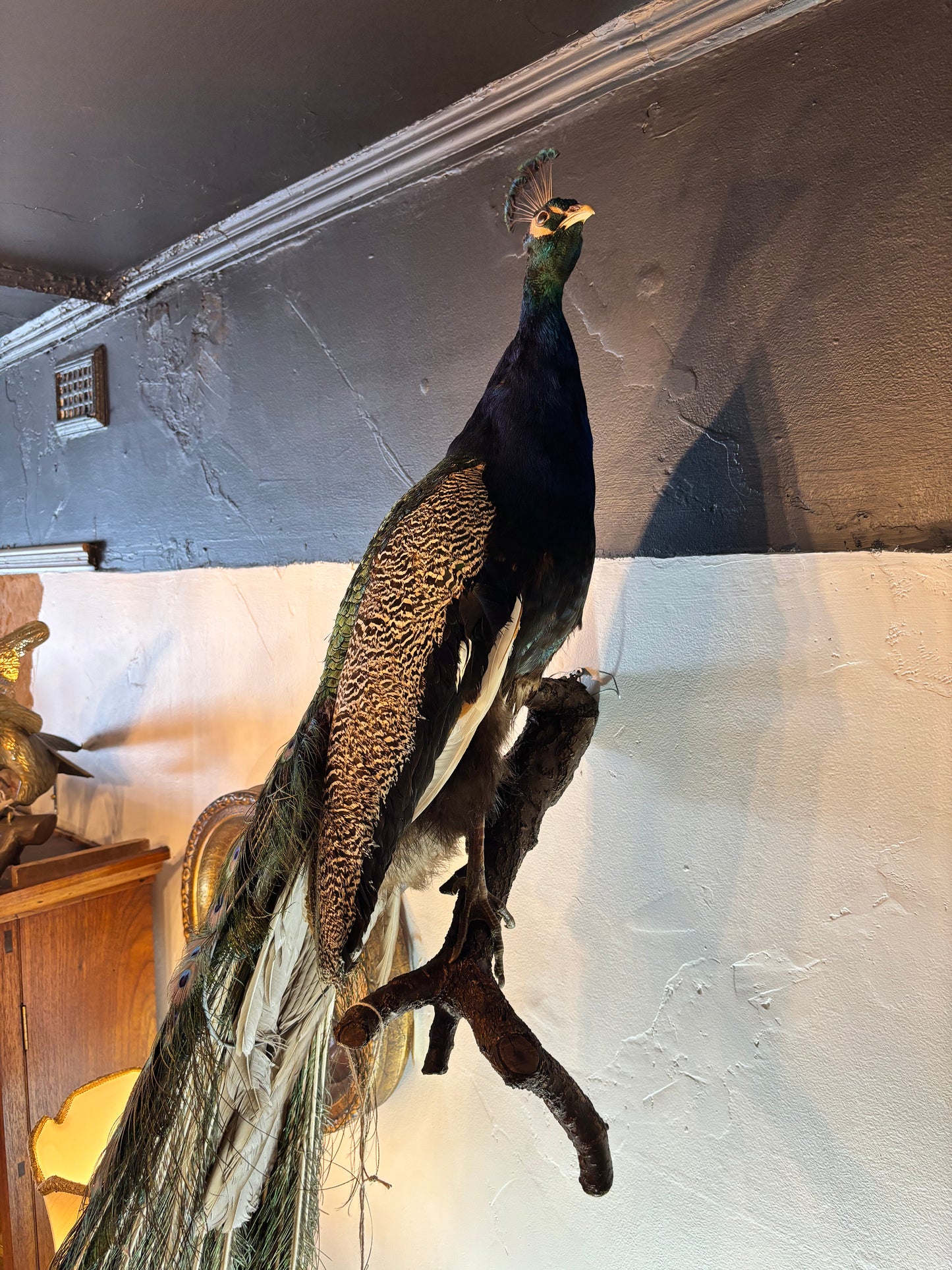 Enchanting Taxidermy Peacock On Branch