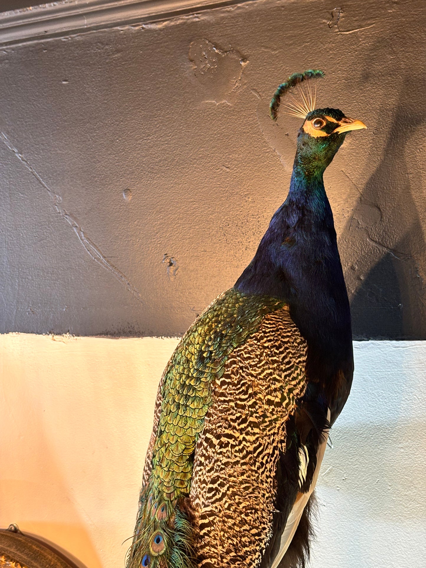 Enchanting Taxidermy Peacock On Branch