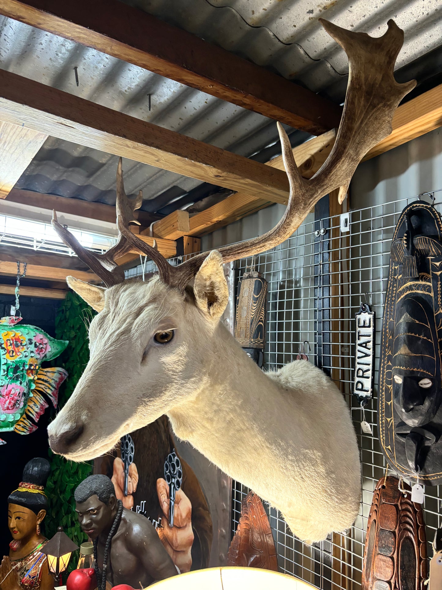 White Deer Taxidermy Shoulder Mount