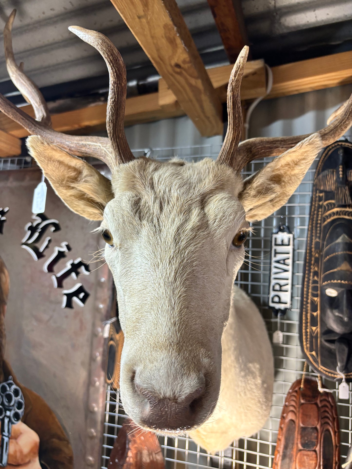 White Deer Taxidermy Shoulder Mount