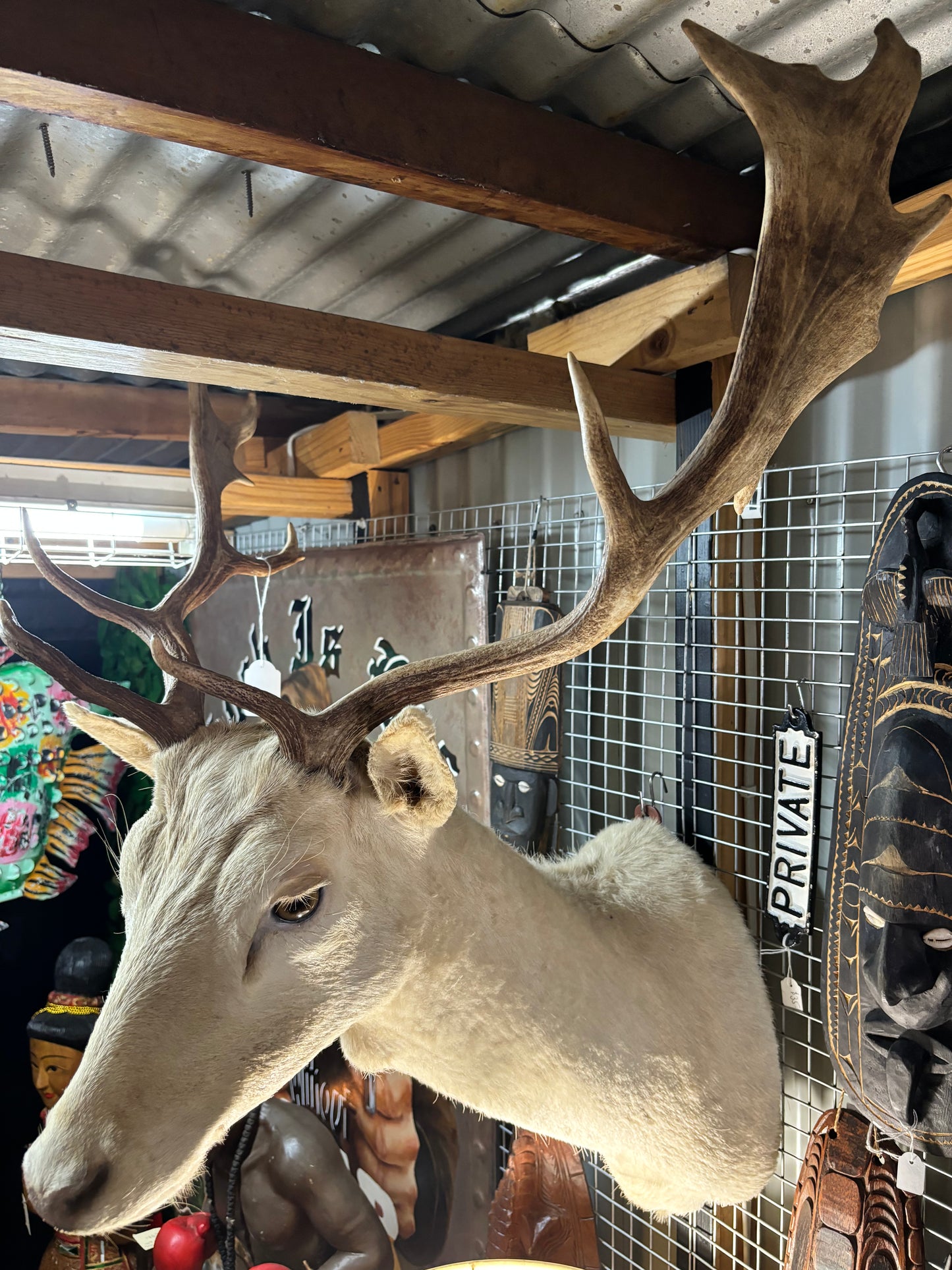 White Deer Taxidermy Shoulder Mount