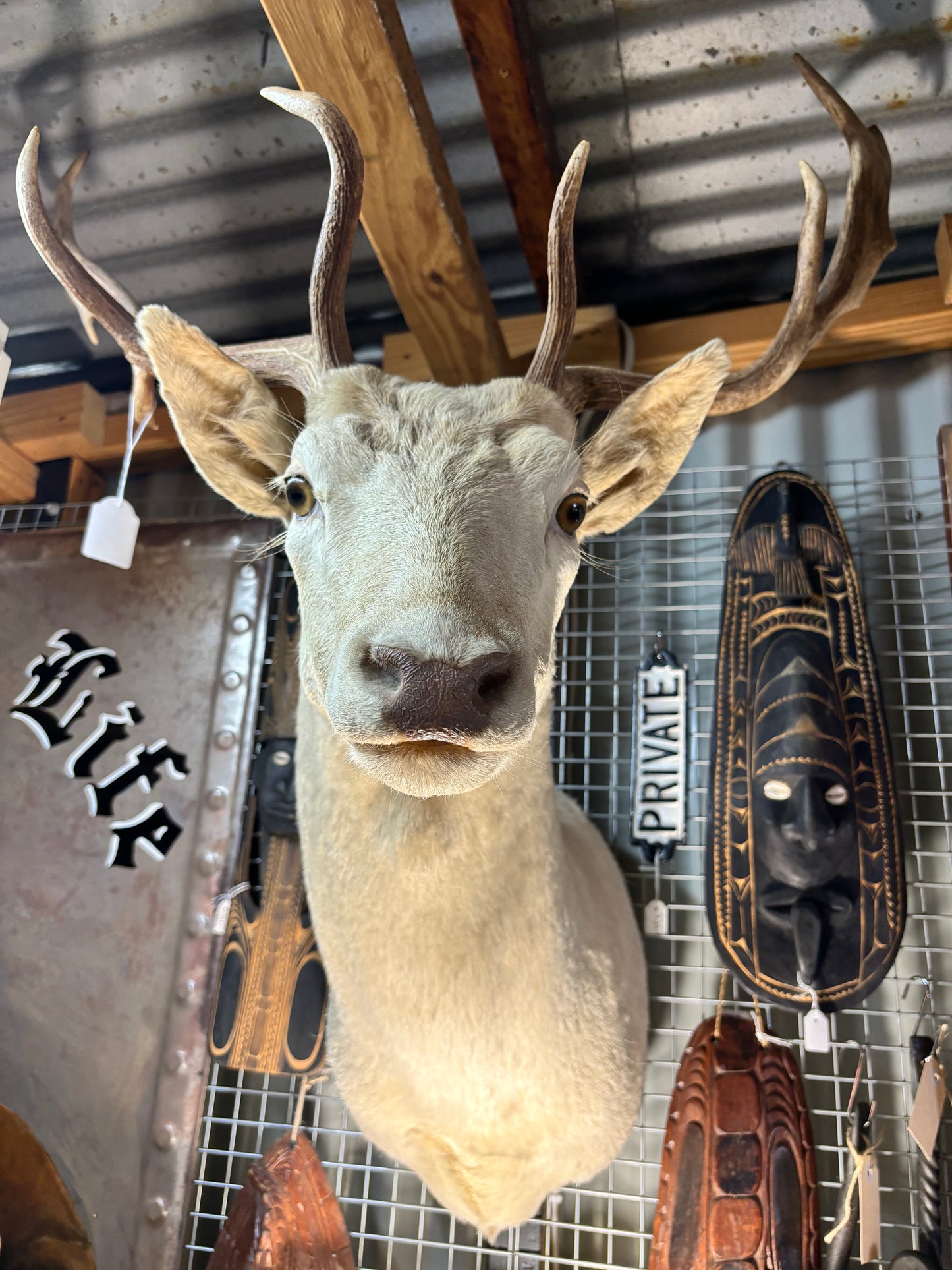 White Deer Taxidermy Shoulder Mount