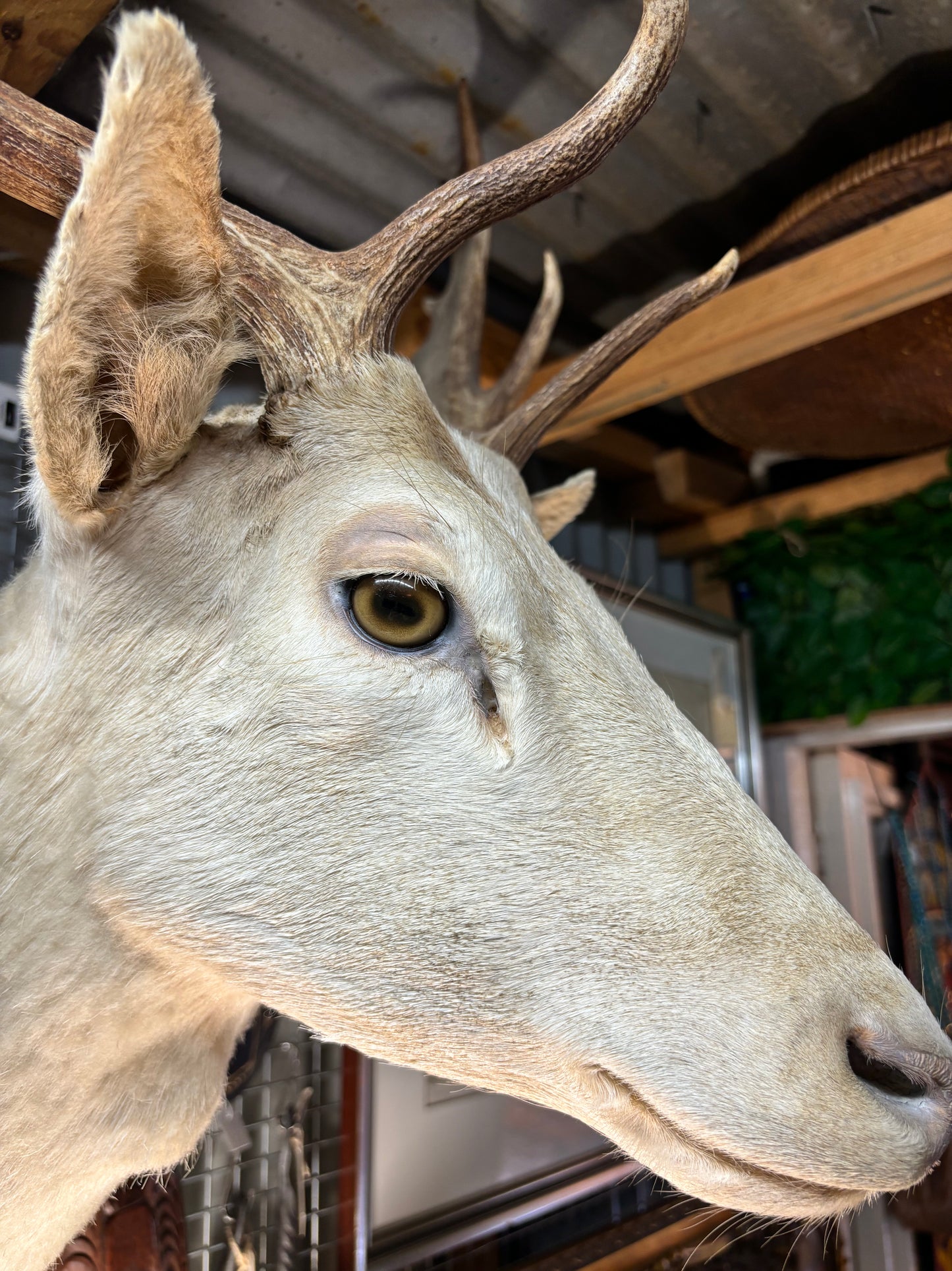 White Deer Taxidermy Shoulder Mount