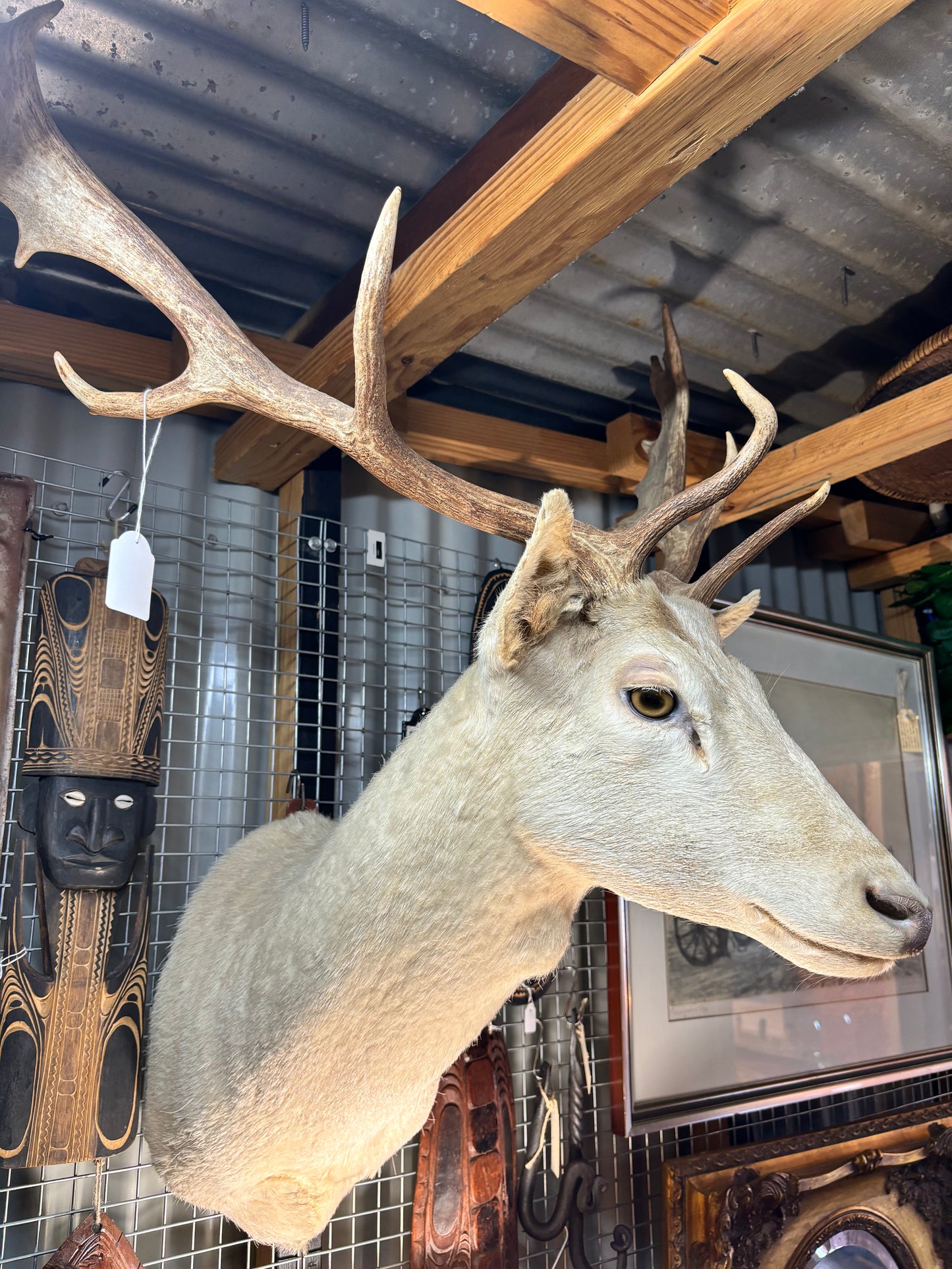 White Deer Taxidermy Shoulder Mount