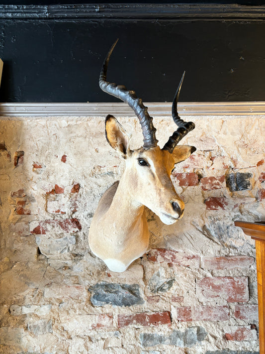 Stunning Taxidermy Impala Shoulder Mount