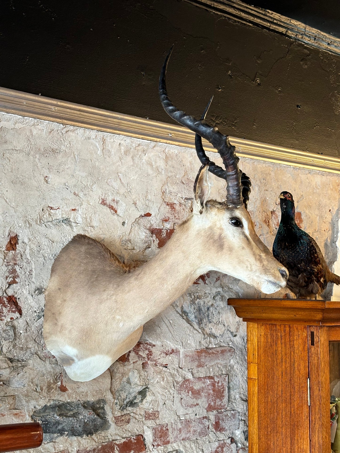 Stunning Taxidermy Impala Shoulder Mount