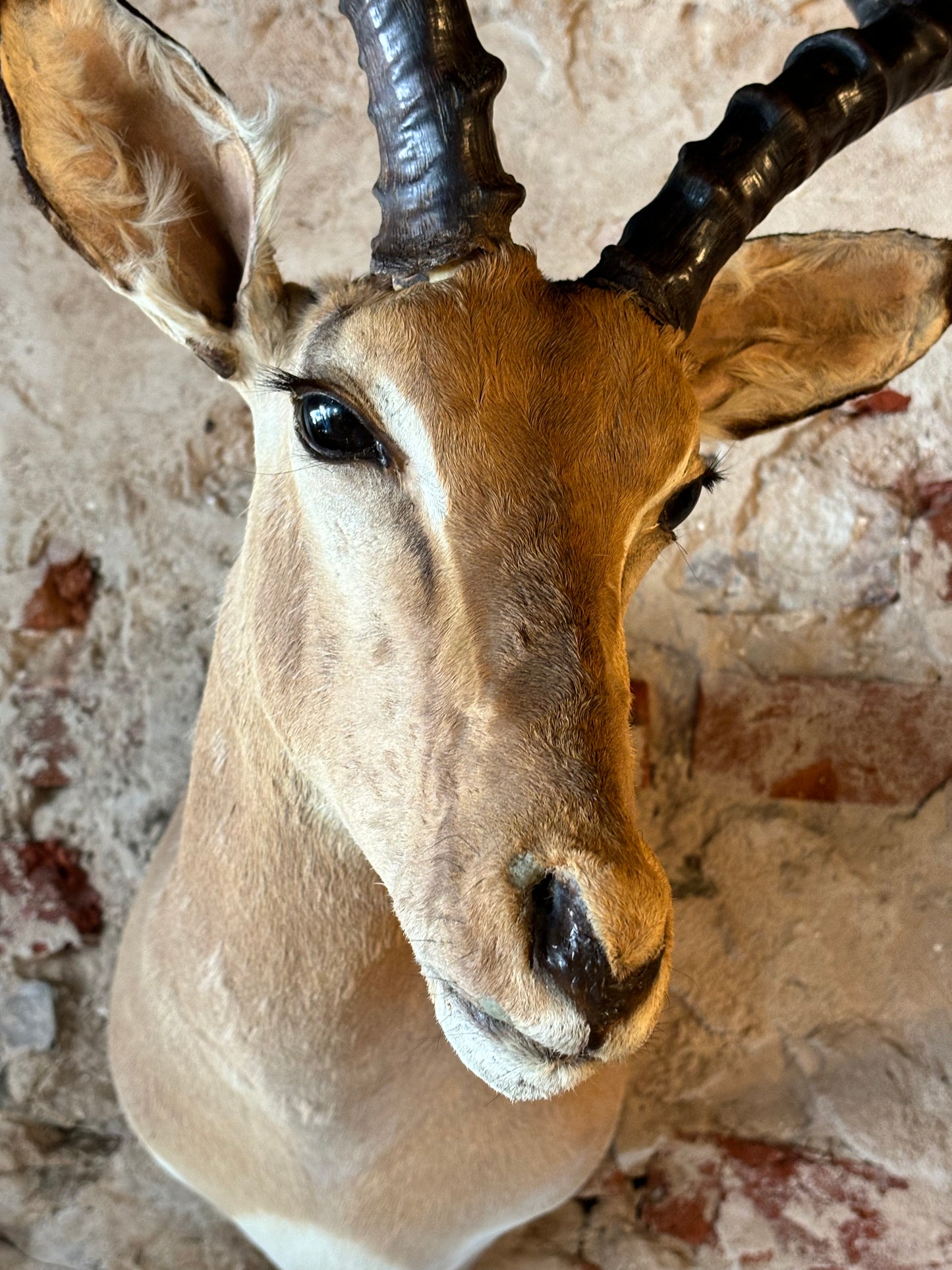 Stunning Taxidermy Impala Shoulder Mount