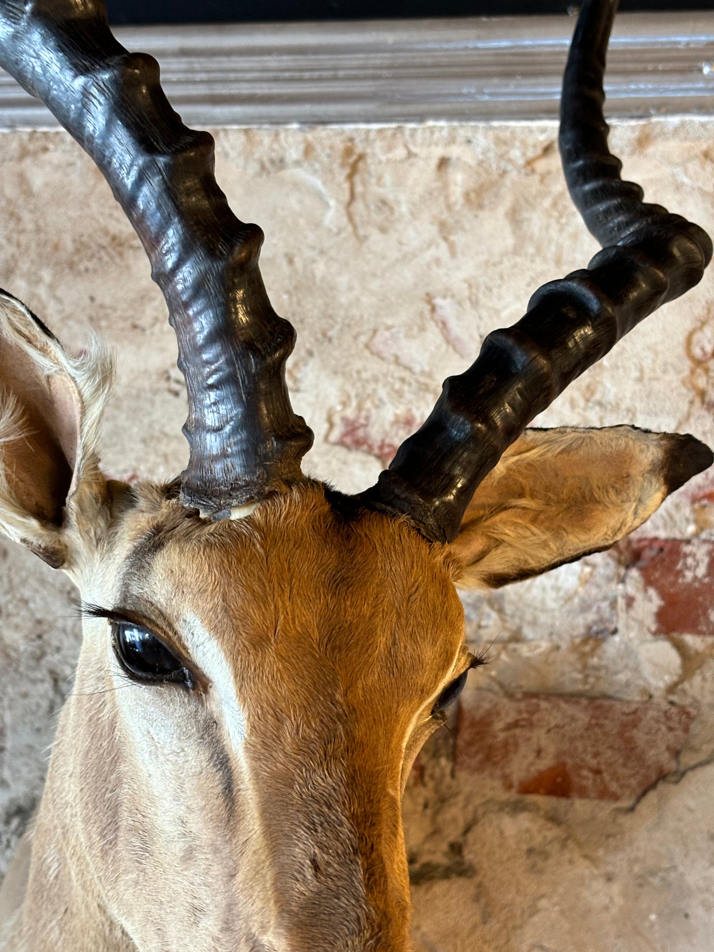 Stunning Taxidermy Impala Shoulder Mount