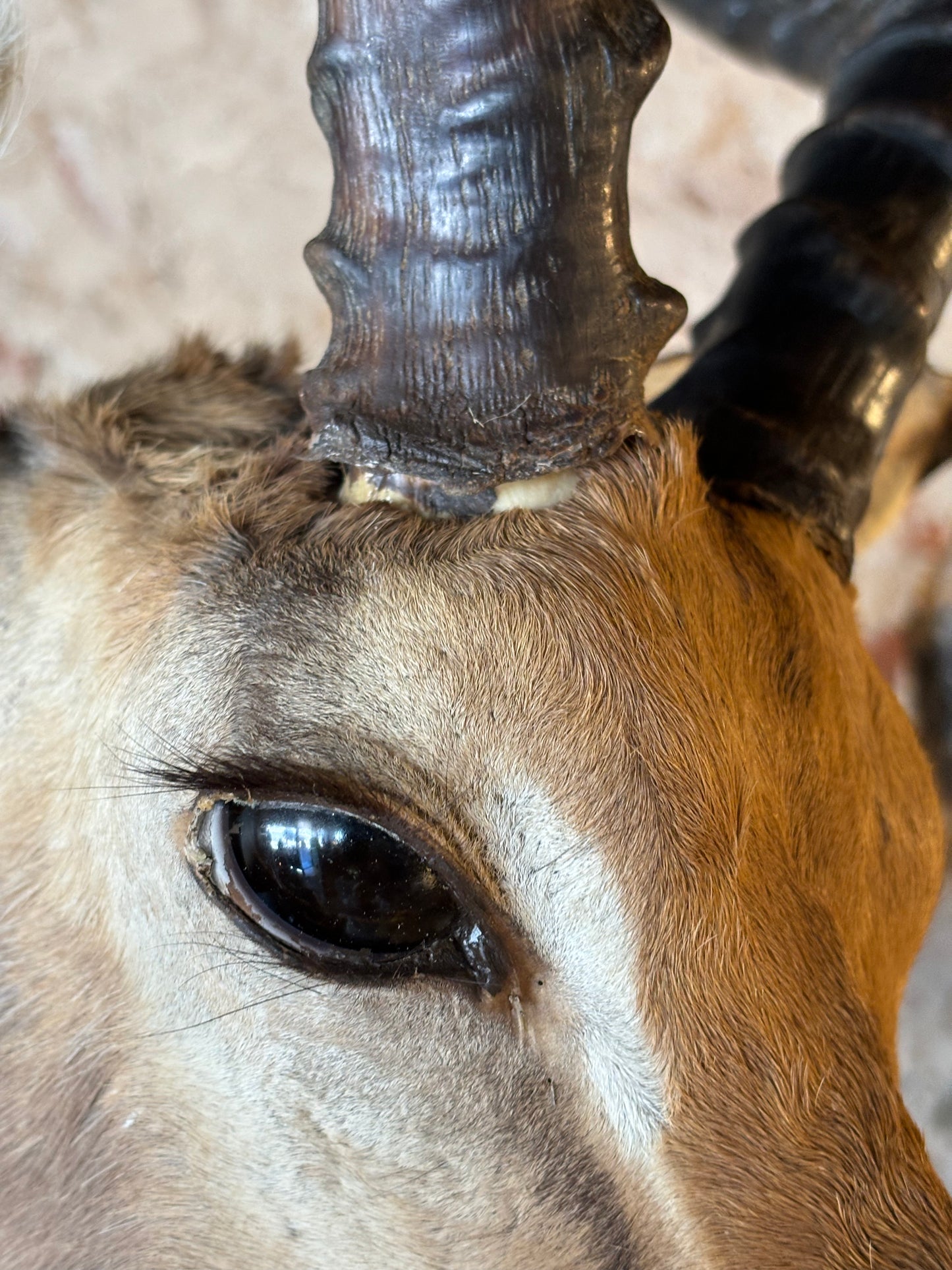 Stunning Taxidermy Impala Shoulder Mount