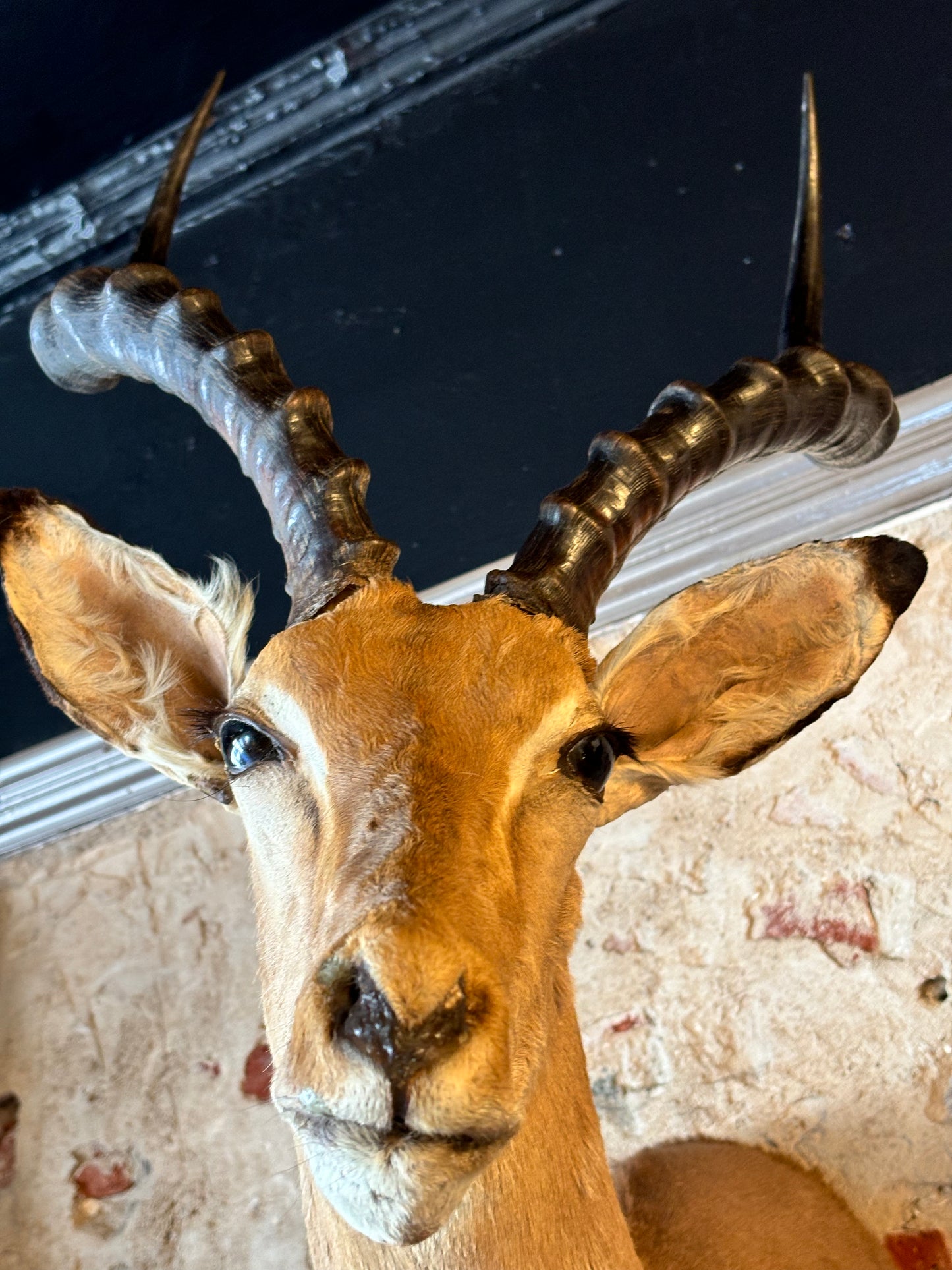 Stunning Taxidermy Impala Shoulder Mount