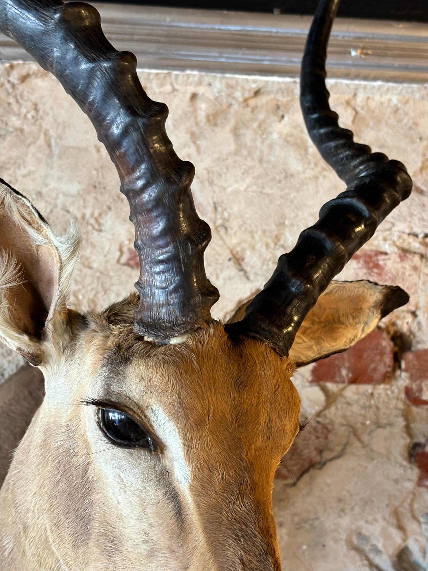 Stunning Taxidermy Impala Shoulder Mount