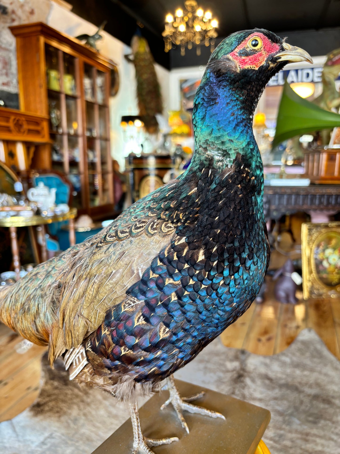 Taxidermy Pheasant