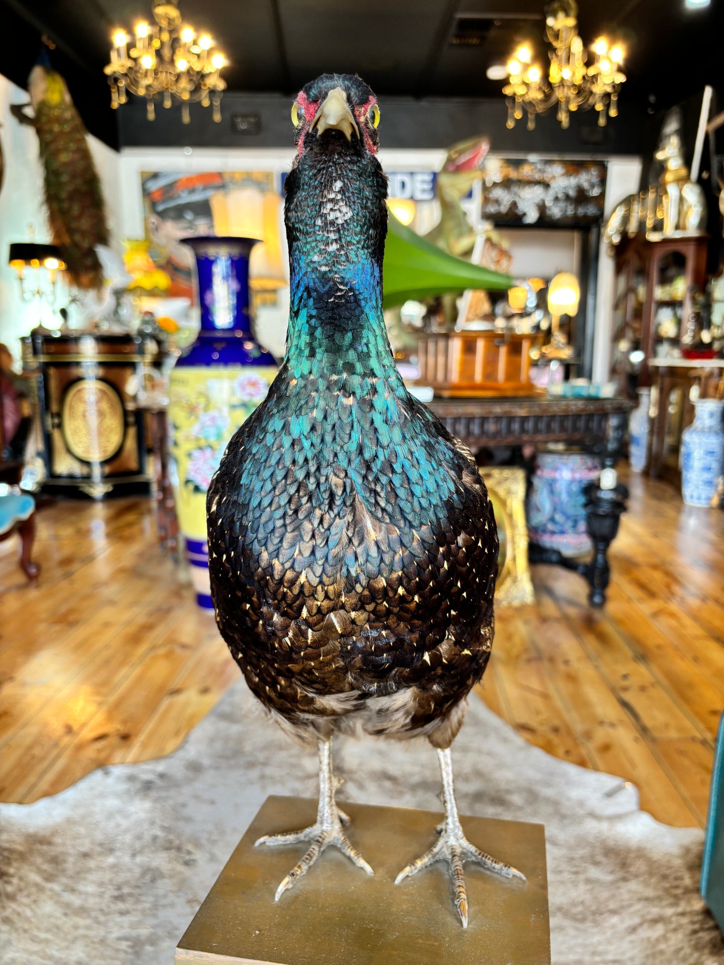 Taxidermy Pheasant