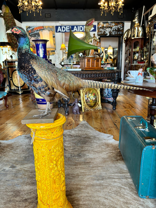 Taxidermy Pheasant