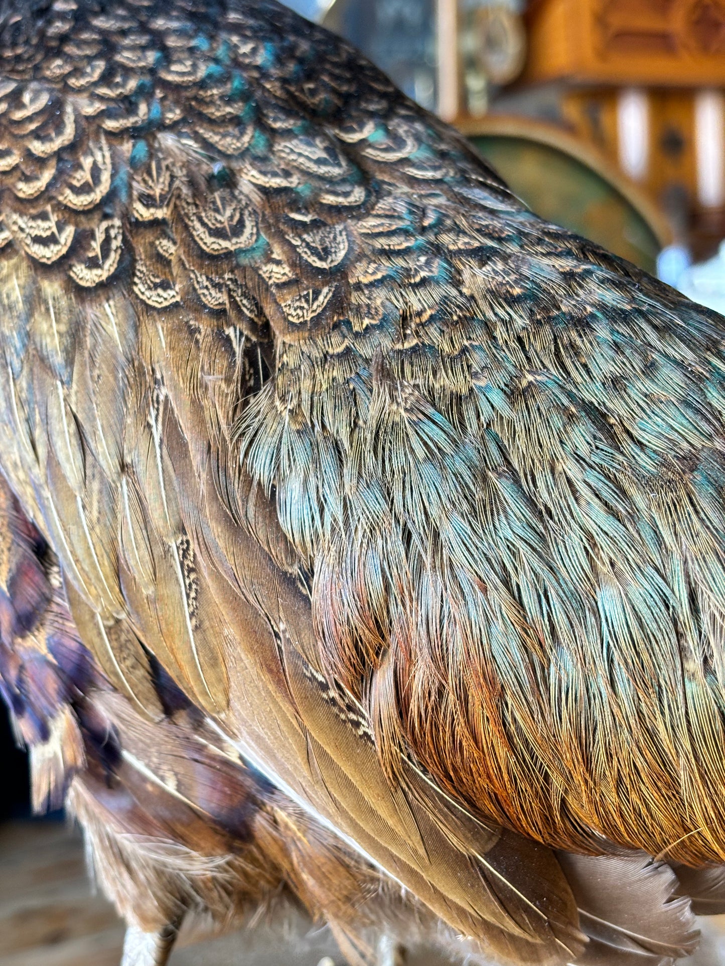 Taxidermy Pheasant