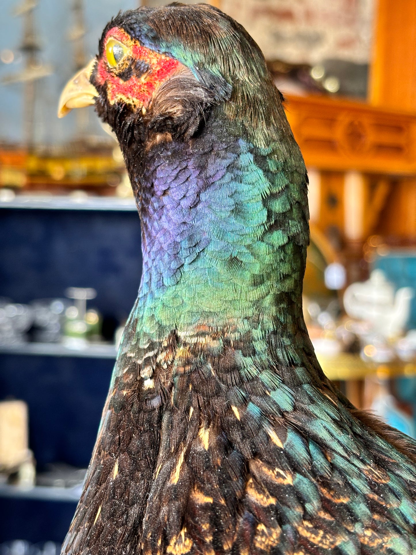 Taxidermy Pheasant