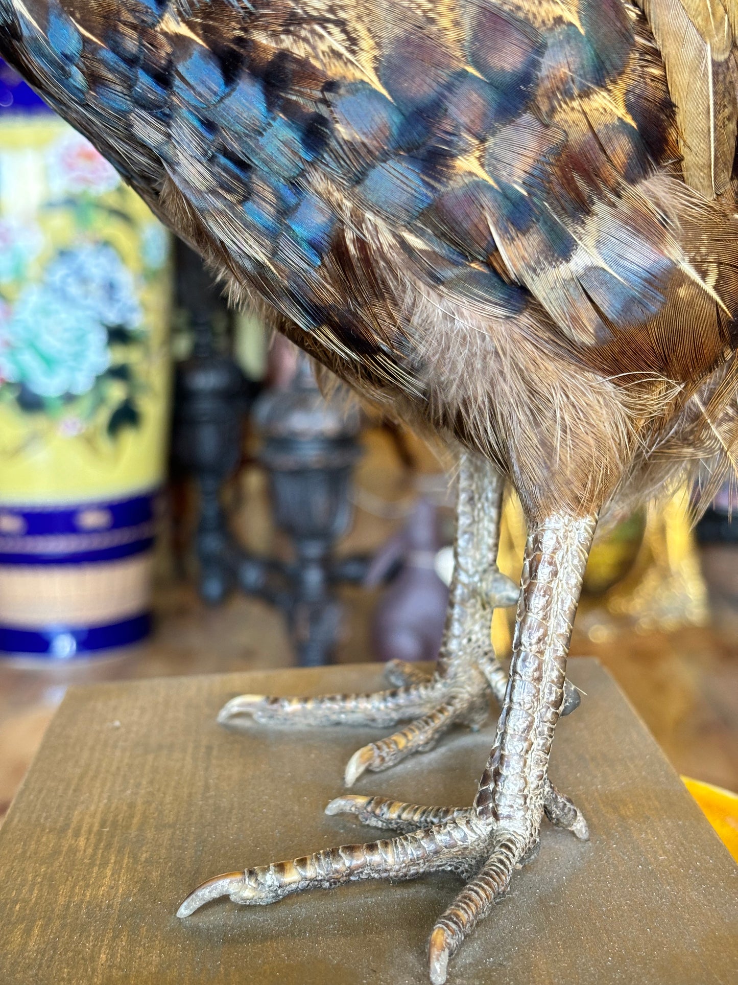 Taxidermy Pheasant