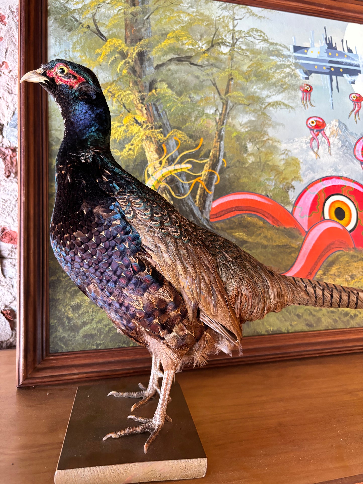 Taxidermy Pheasant