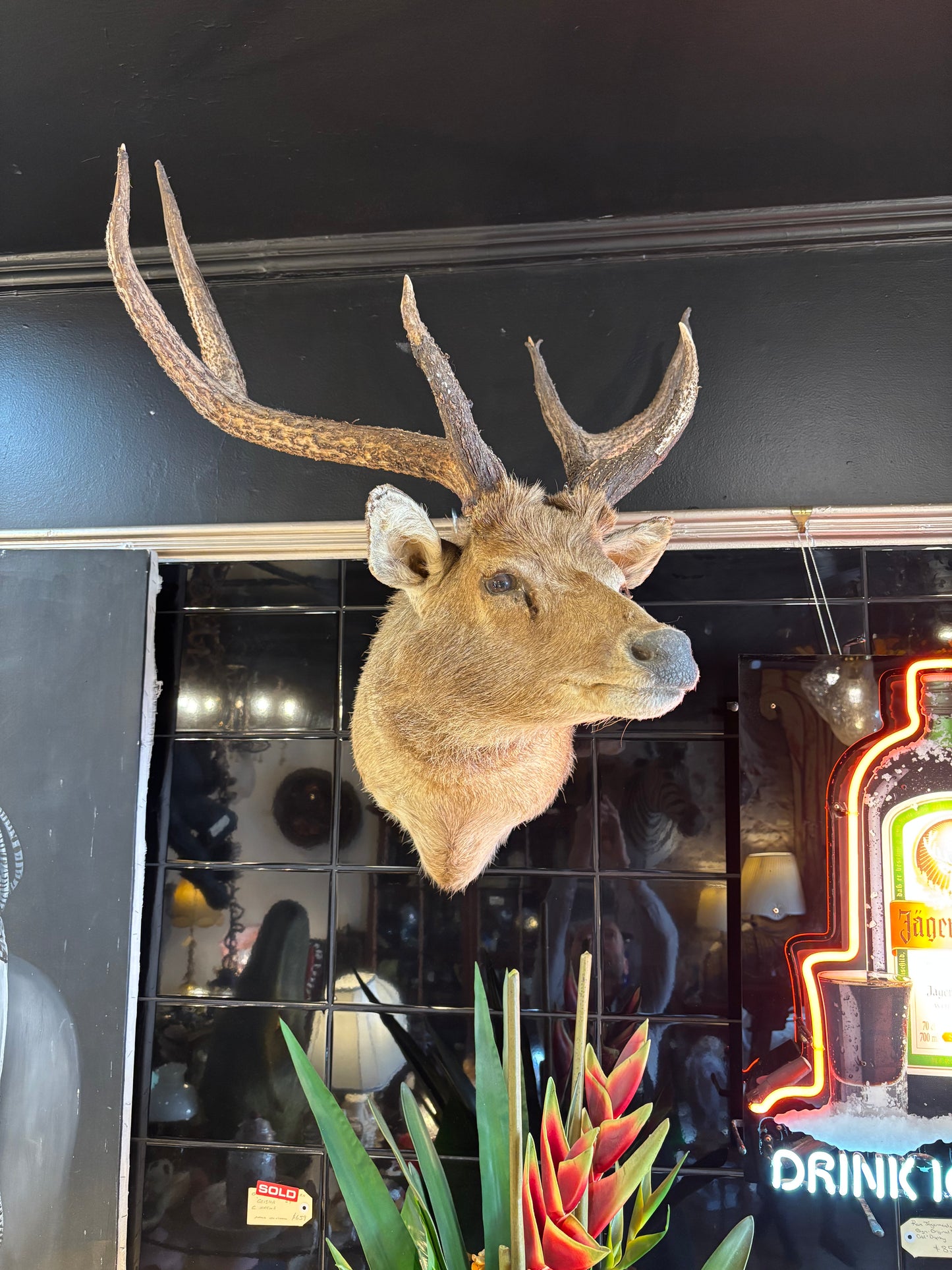 Sambar Deer Shoulder Mount – Soulful, Striking & Rare