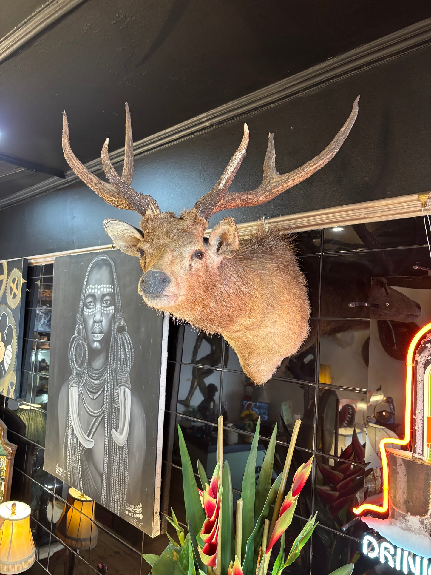 Sambar Deer Shoulder Mount – Soulful, Striking & Rare