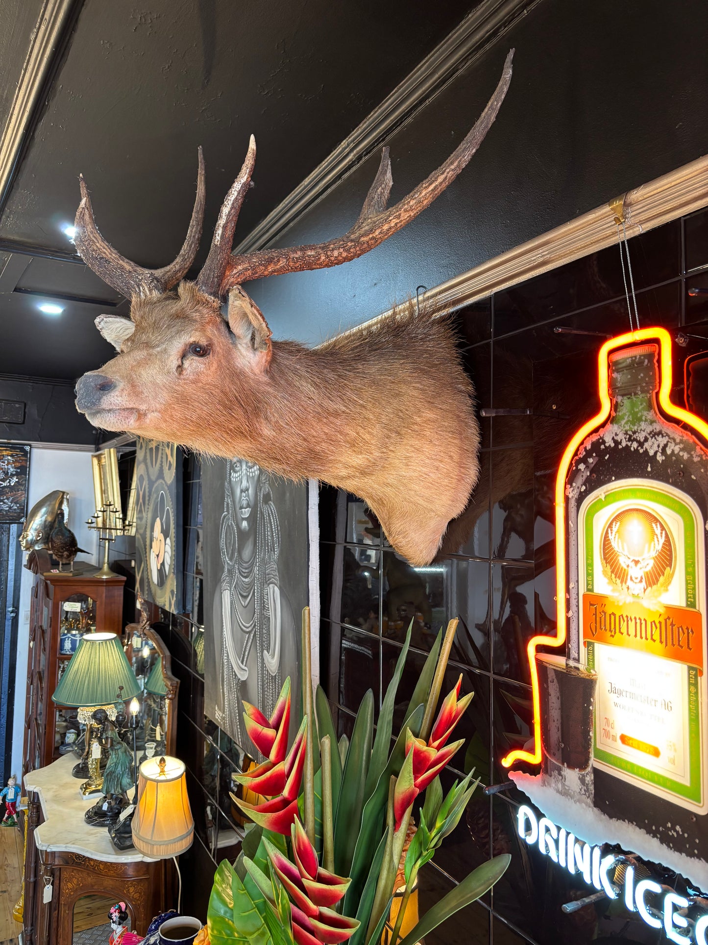 Sambar Deer Shoulder Mount – Soulful, Striking & Rare