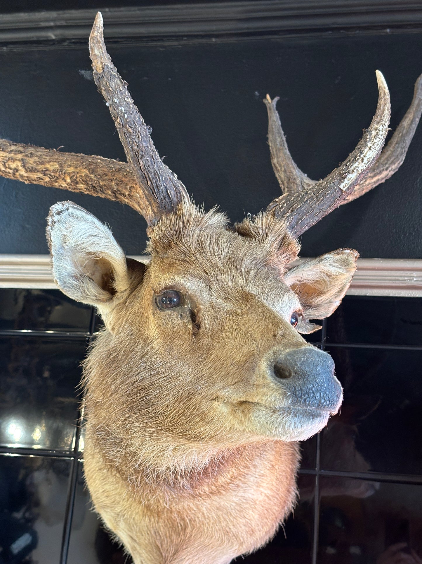 Sambar Deer Shoulder Mount – Soulful, Striking & Rare