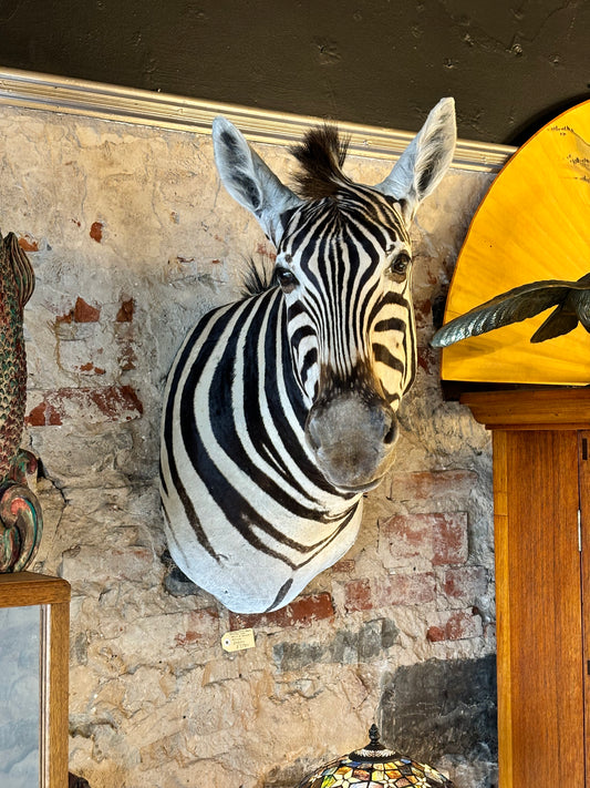 Beautiful Taxidermy Zebra