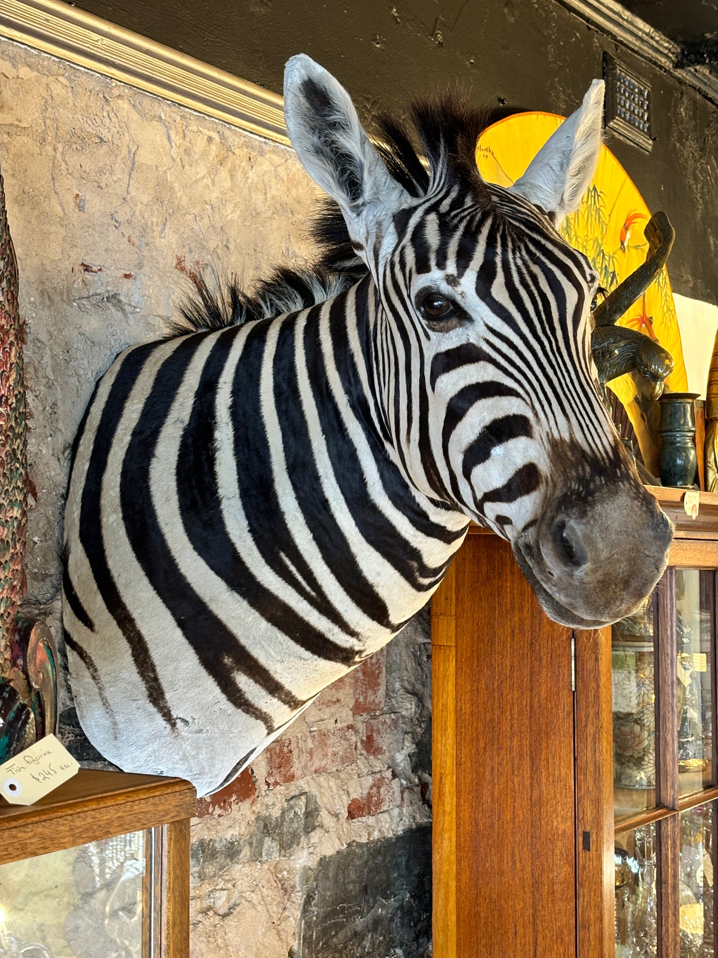 Beautiful Taxidermy Zebra