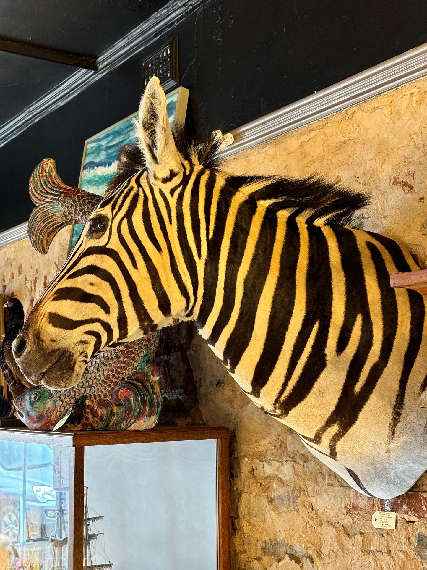 Beautiful Taxidermy Zebra