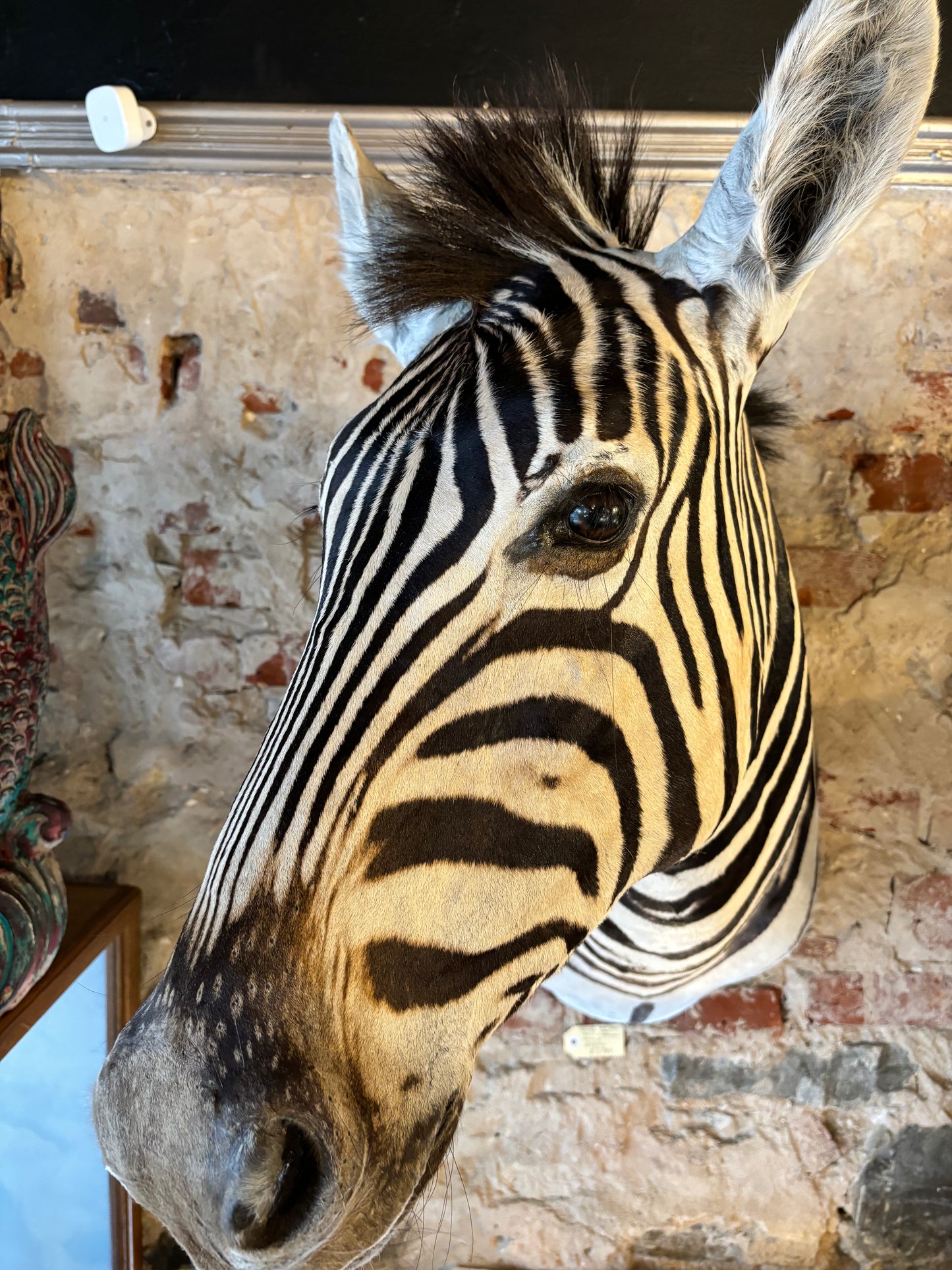 Beautiful Taxidermy Zebra