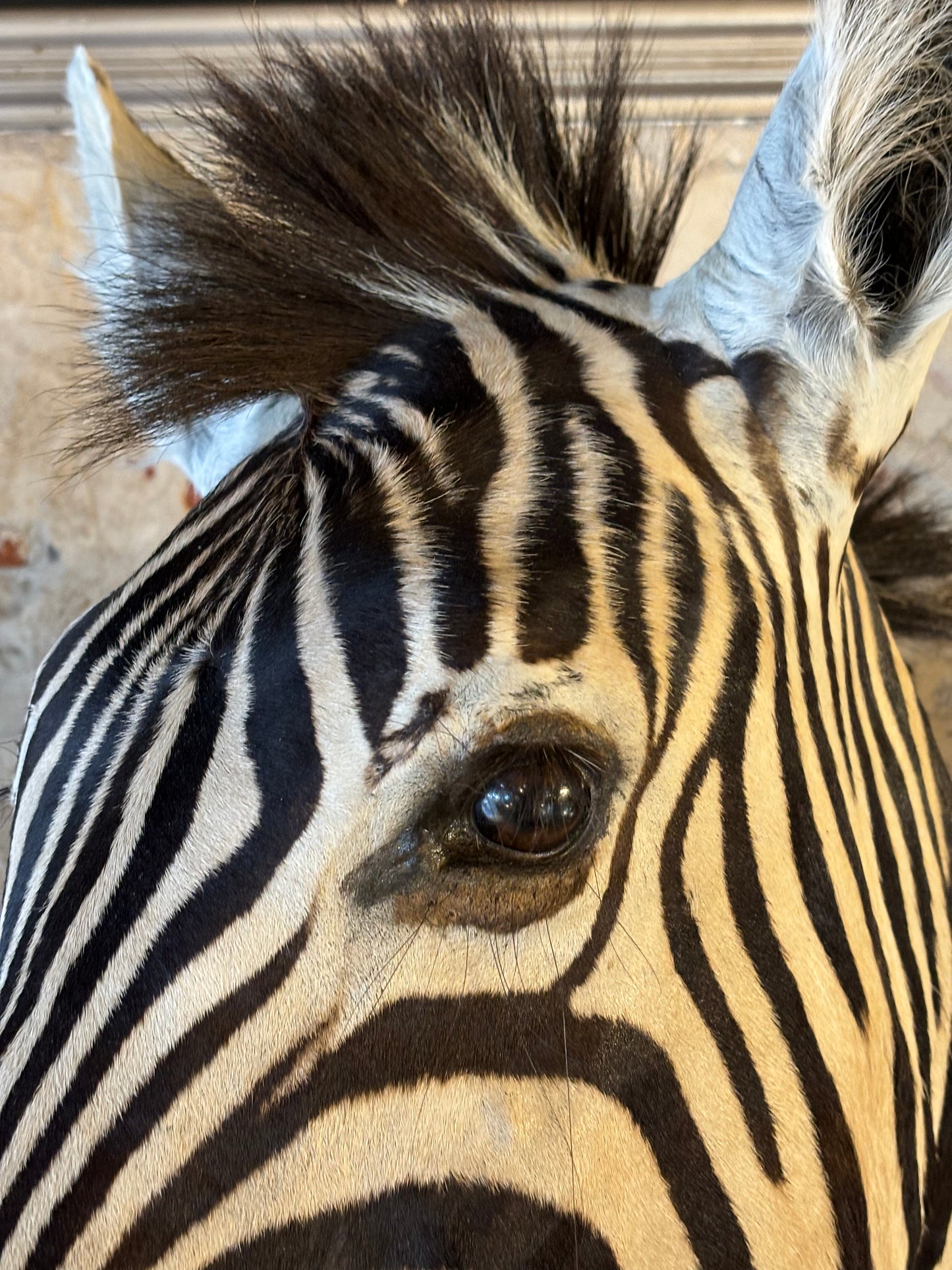 Beautiful Taxidermy Zebra