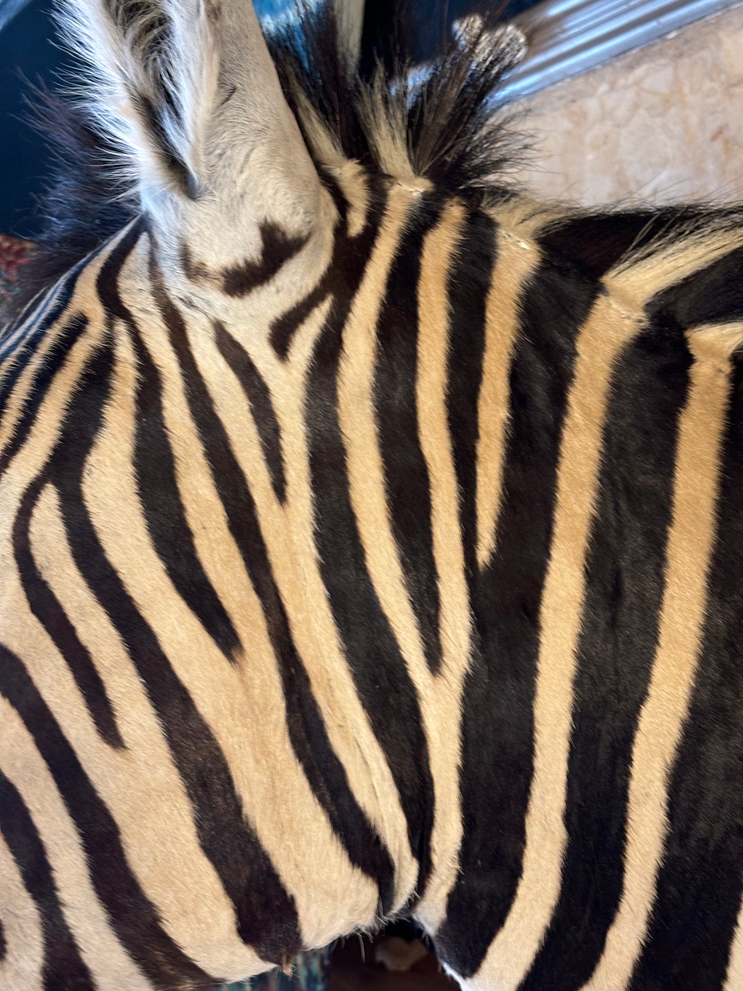 Beautiful Taxidermy Zebra