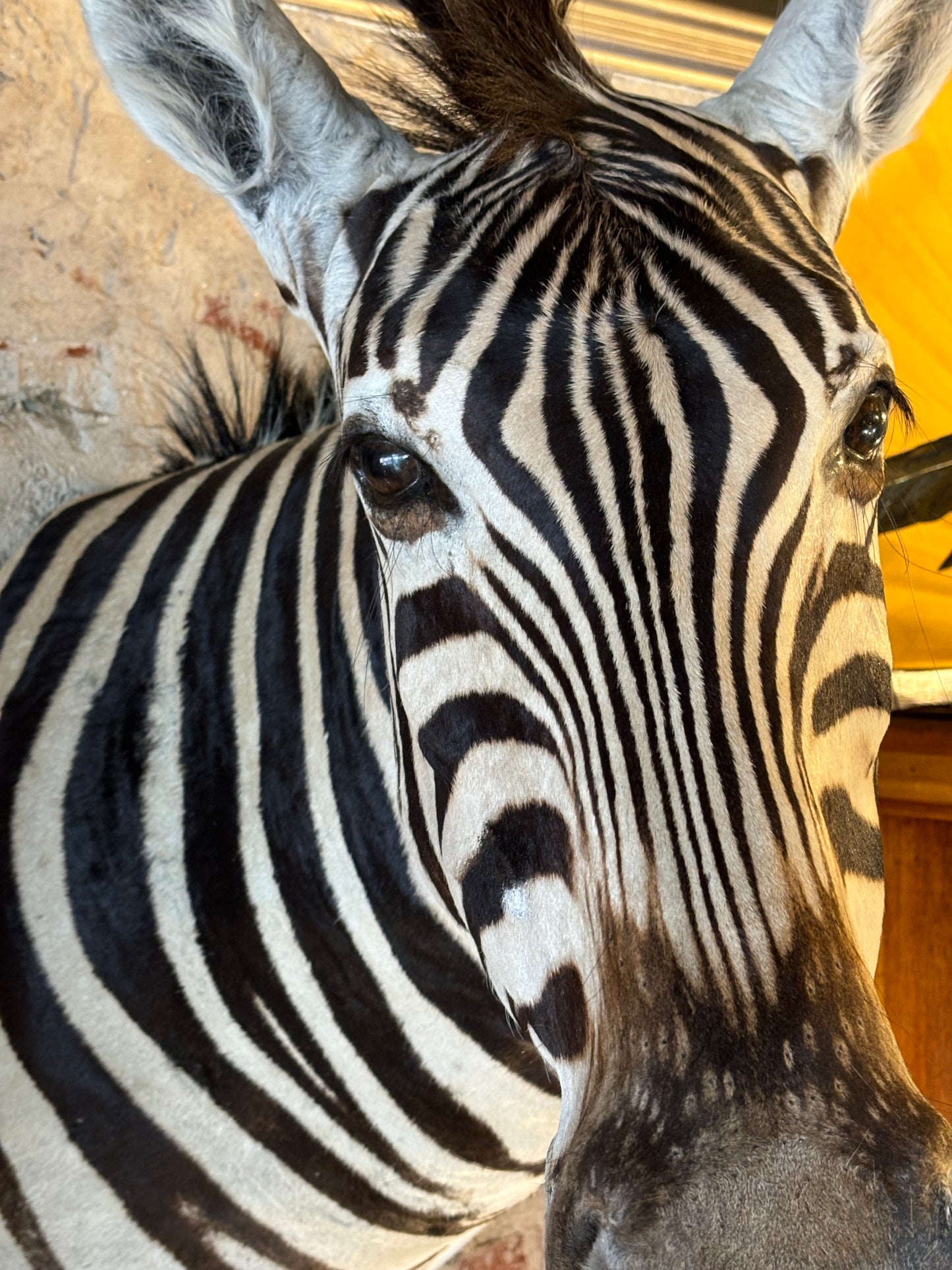 Beautiful Taxidermy Zebra