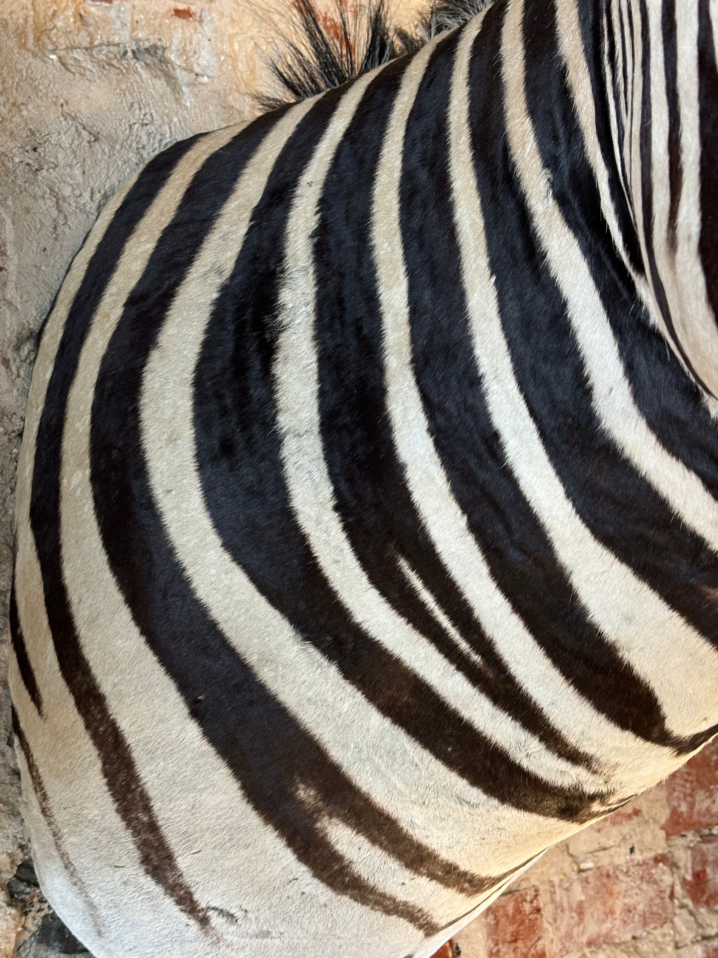 Beautiful Taxidermy Zebra