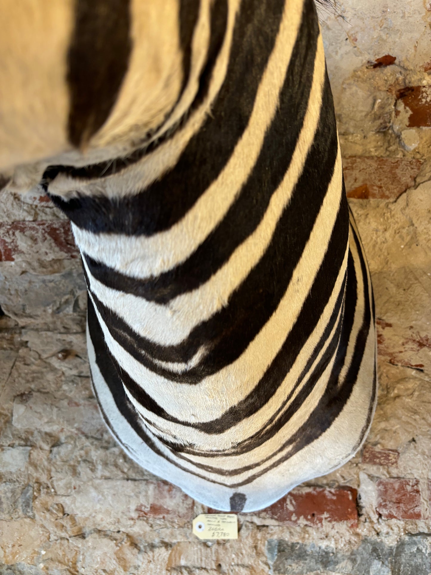 Beautiful Taxidermy Zebra