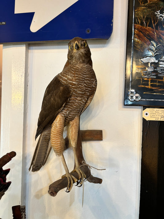 Brown Goshawk Taxidermy