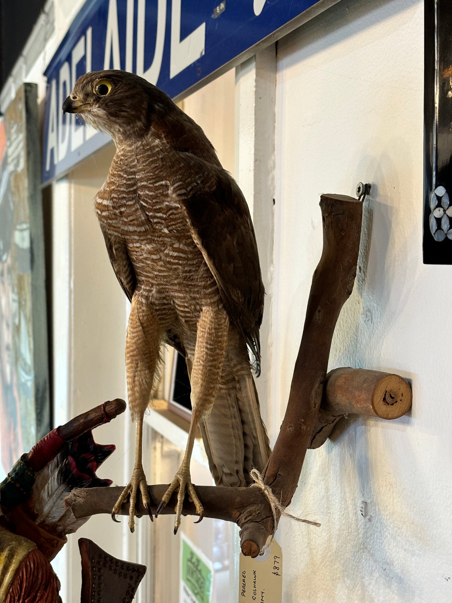 Brown Goshawk Taxidermy