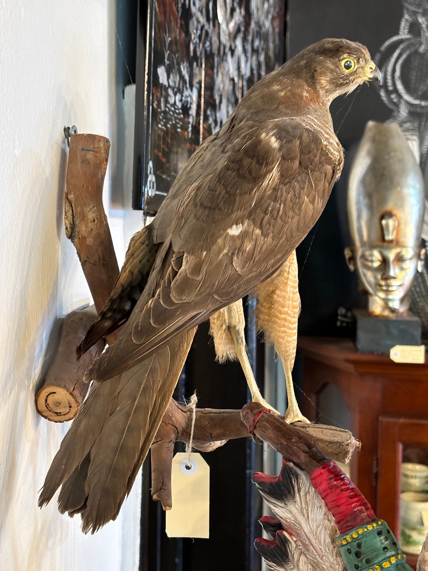 Brown Goshawk Taxidermy