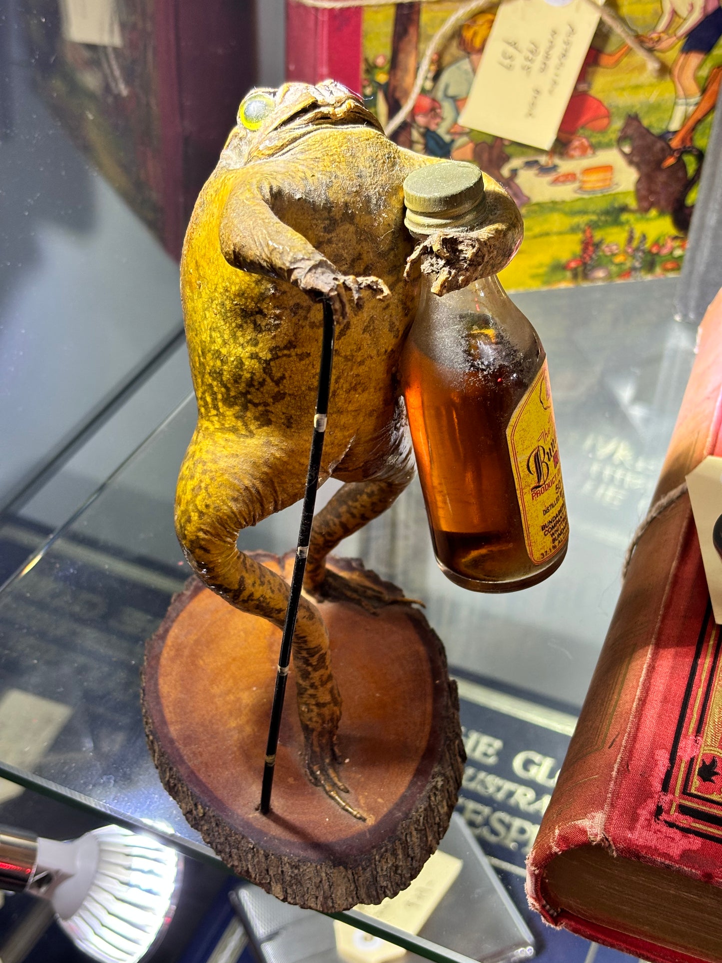 Taxidermy Toad