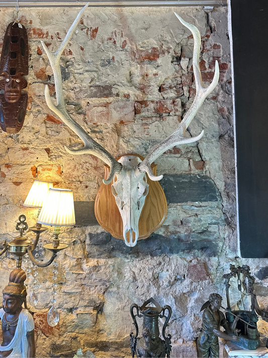 Vintage Taxidermy Red Stag Deer Skull Mount on Timber Plaque