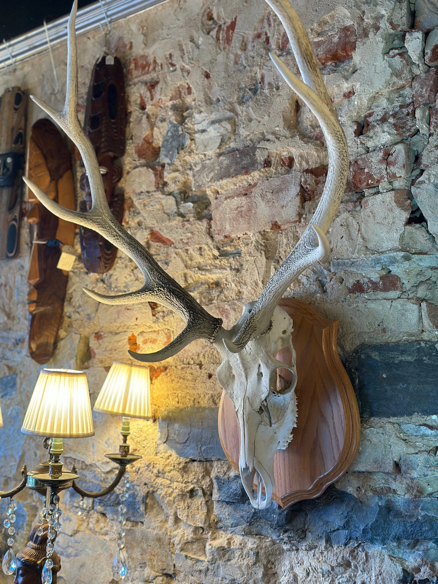 Vintage Taxidermy Red Stag Deer Skull Mount on Timber Plaque